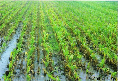 玉米澇害癥狀