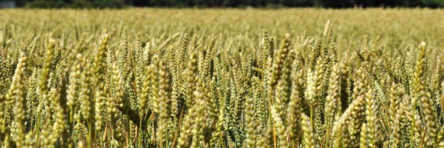 云計算如何應(yīng)用于無人機(jī)植保